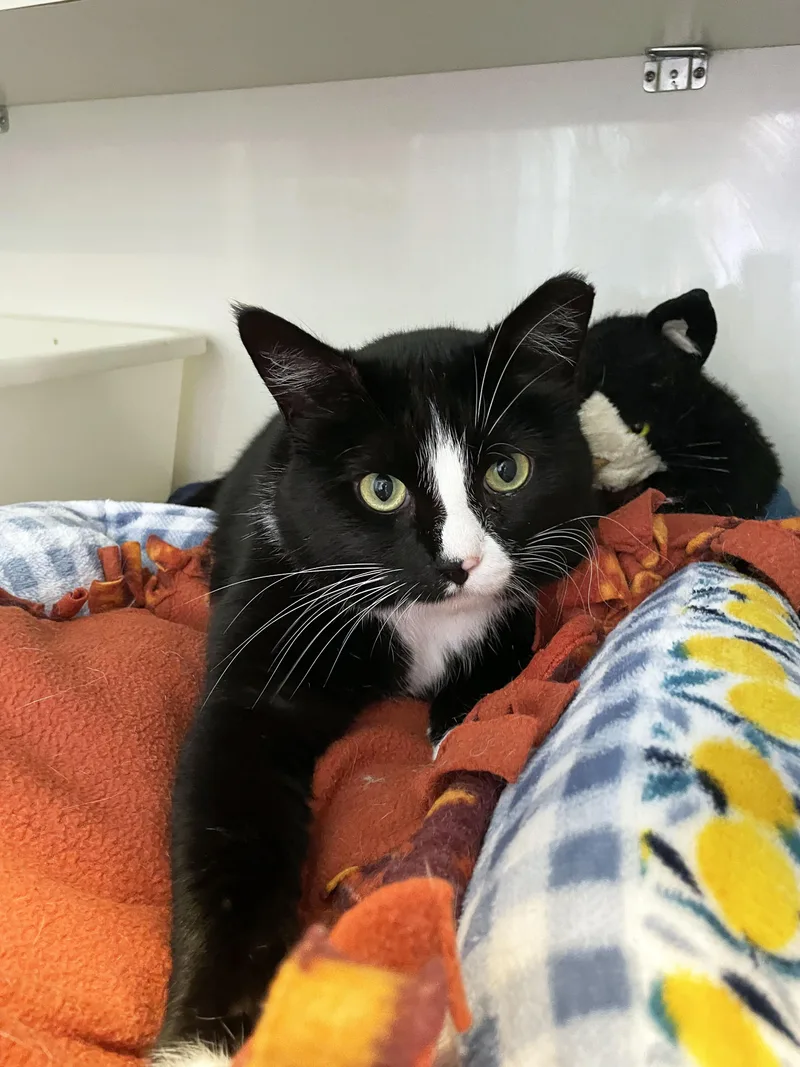 An adult large-sized male Black & White / Tuxedo Domestic Short Hair cat named Double Stuff for adoption in Lincoln, NE