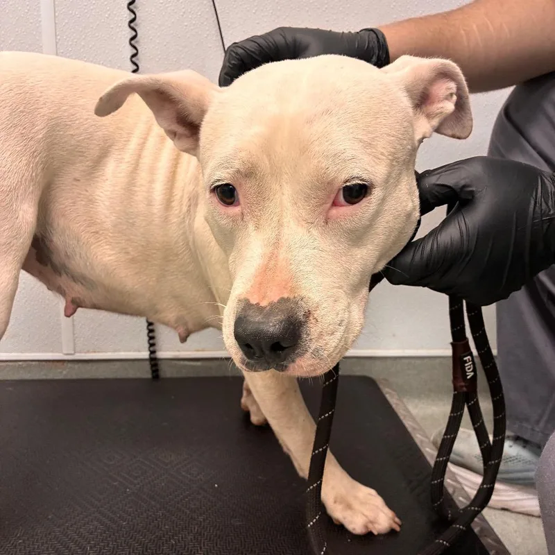 An adult medium-sized female White / Cream Staffordshire Bull Terrier dog named Wedo for adoption in Abilene, TX