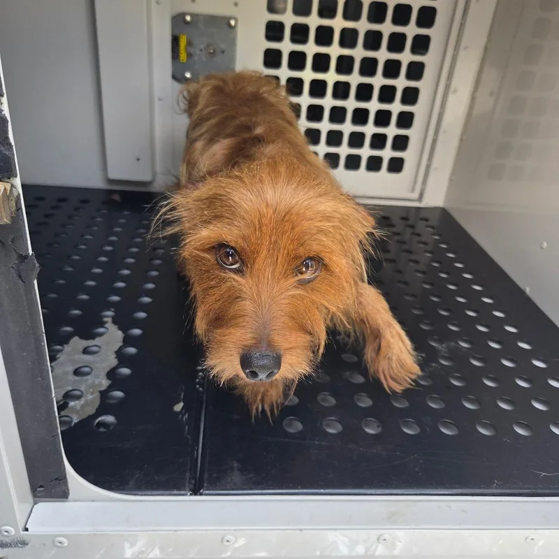 An adult small-sized male Brown / Chocolate Mixed Breed dog named StrayMontecelloDrive"Bullet" for adoption in Columbus, GA
