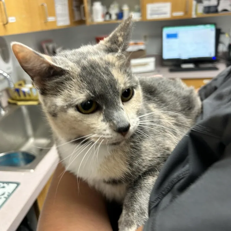 A young medium-sized female Domestic Short Hair cat named Aspen for adoption in Durango, CO
