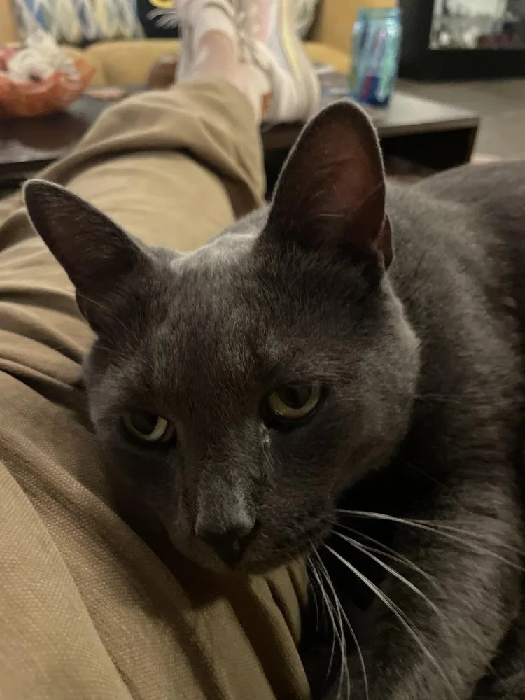 An adult large-sized male Gray / Blue / Silver Domestic Short Hair cat named Nikola Tesla for adoption in Ferndale, MI