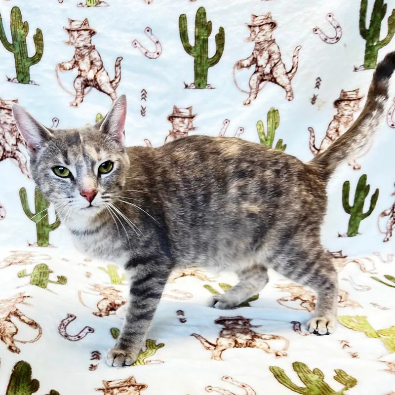 A young medium-sized female Torbie Domestic Short Hair cat named Mama Mustang for adoption in Mount Juliet, TN
