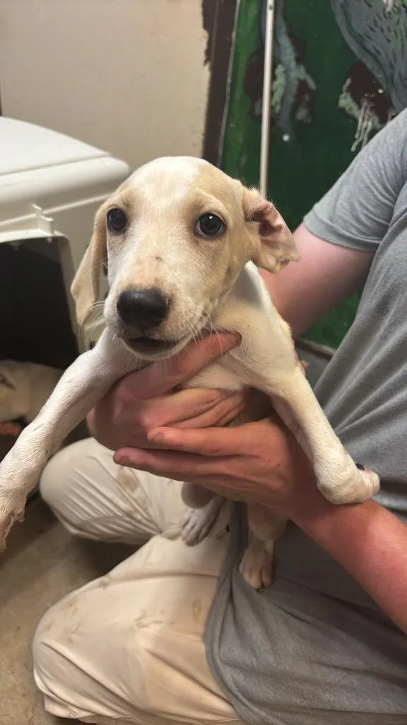 A baby medium-sized female Labrador Retriever dog named Evie for adoption in New Braunfels, TX