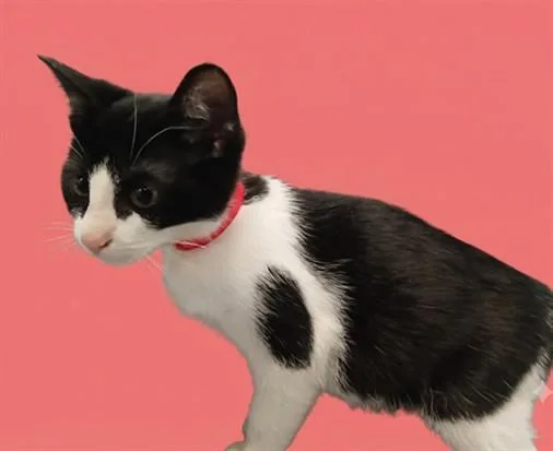 A baby small-sized female Domestic Short Hair cat named Emma for adoption in Los Angeles, CA