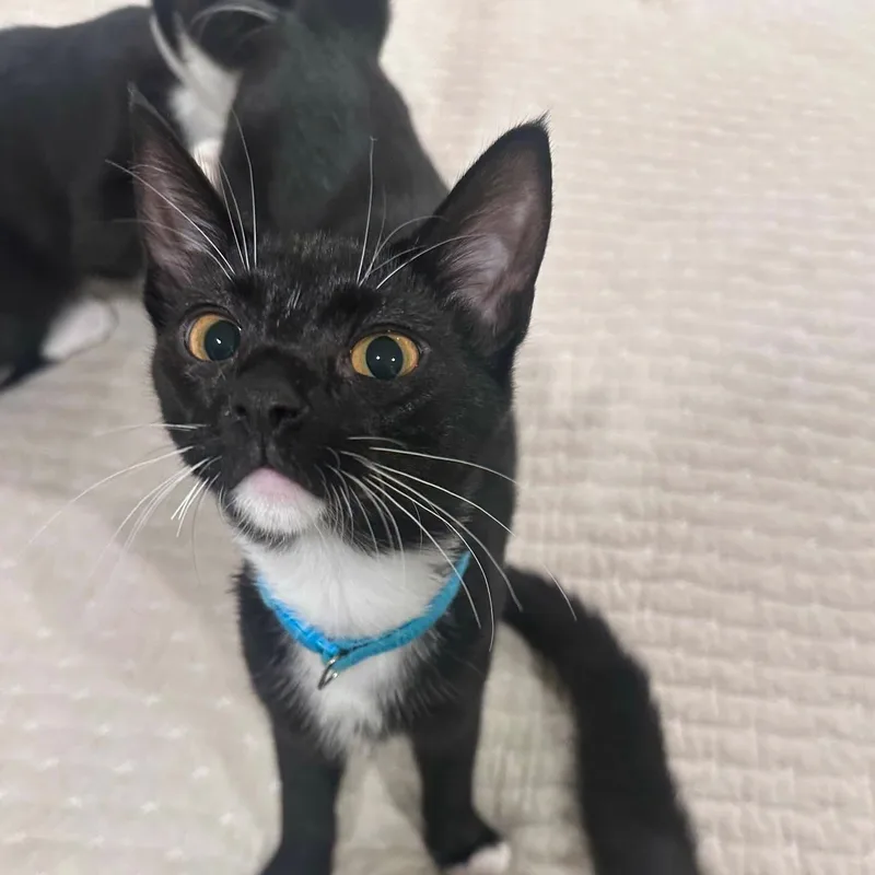 A baby small-sized female Black & White / Tuxedo Domestic Short Hair cat named Luna for adoption in Gladstone, OR