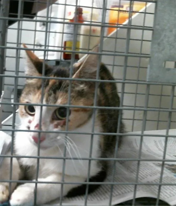 A young medium-sized female Domestic Long Hair cat named A for adoption in Houston, TX