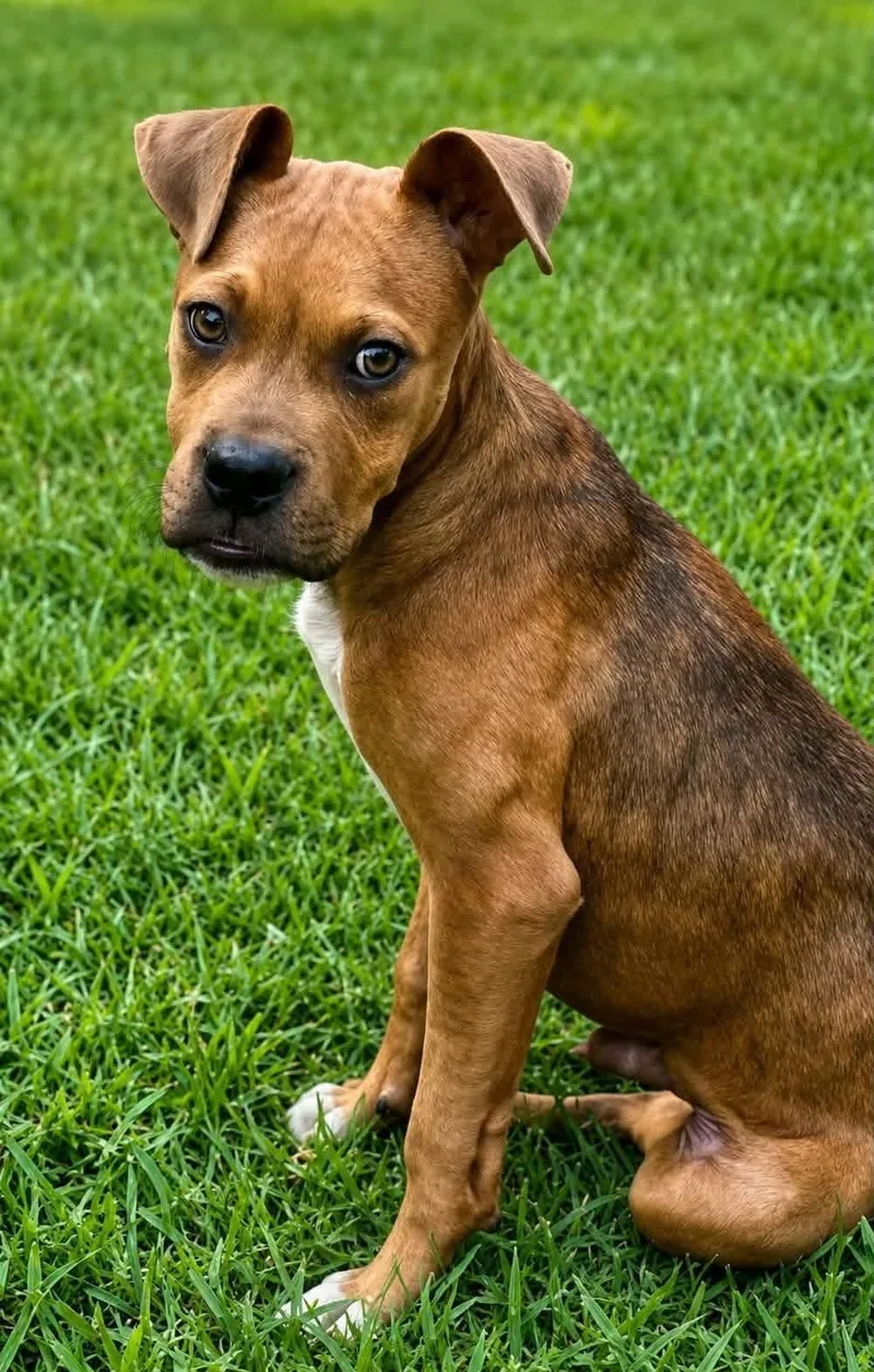 Riggs