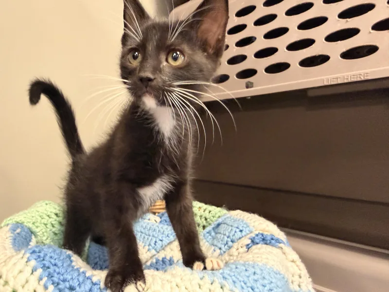 A baby medium-sized female Black & White / Tuxedo Domestic Short Hair cat named Dolly for adoption in Batesville, AR