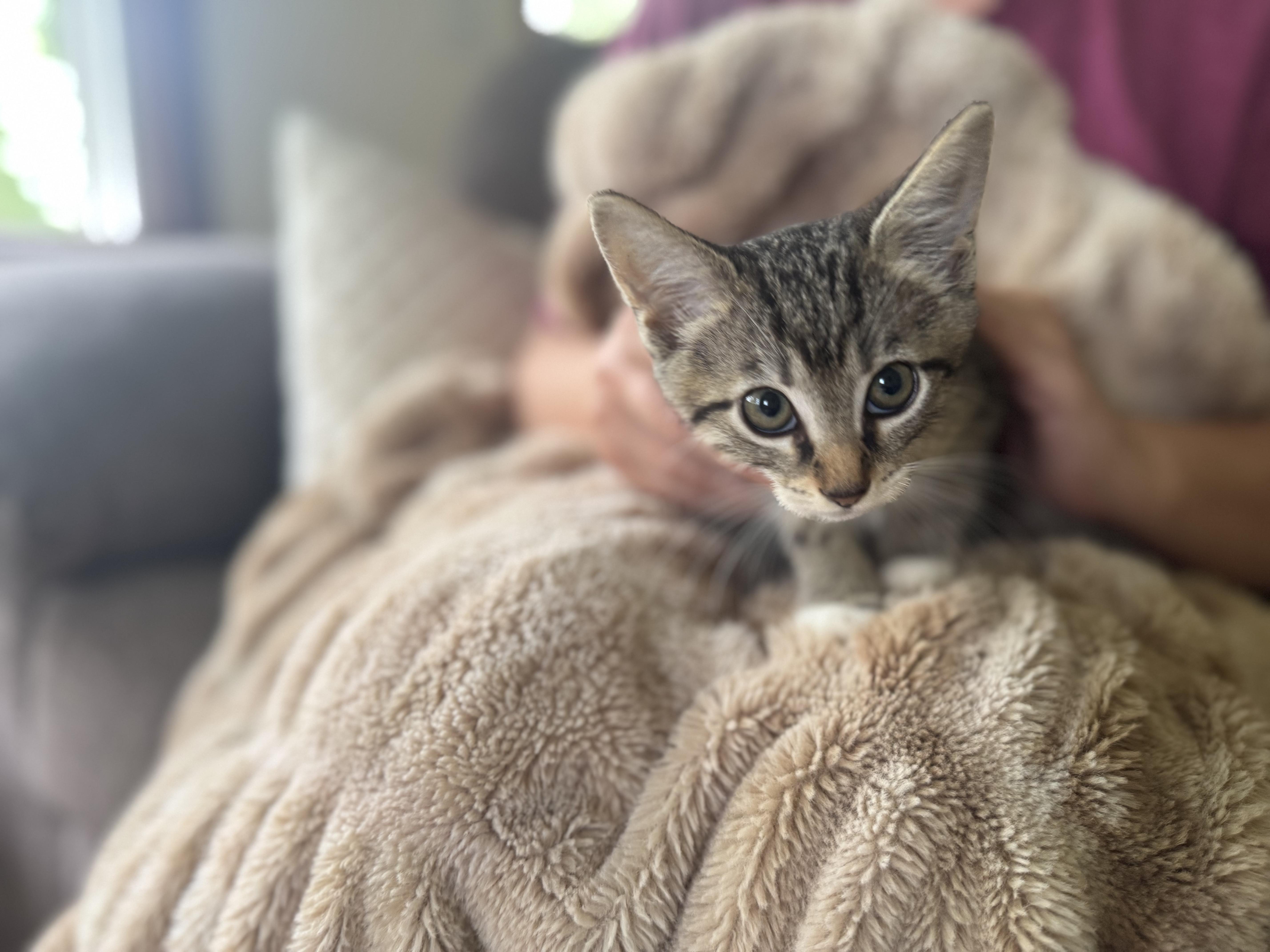 Clove Transport thumbnail 2