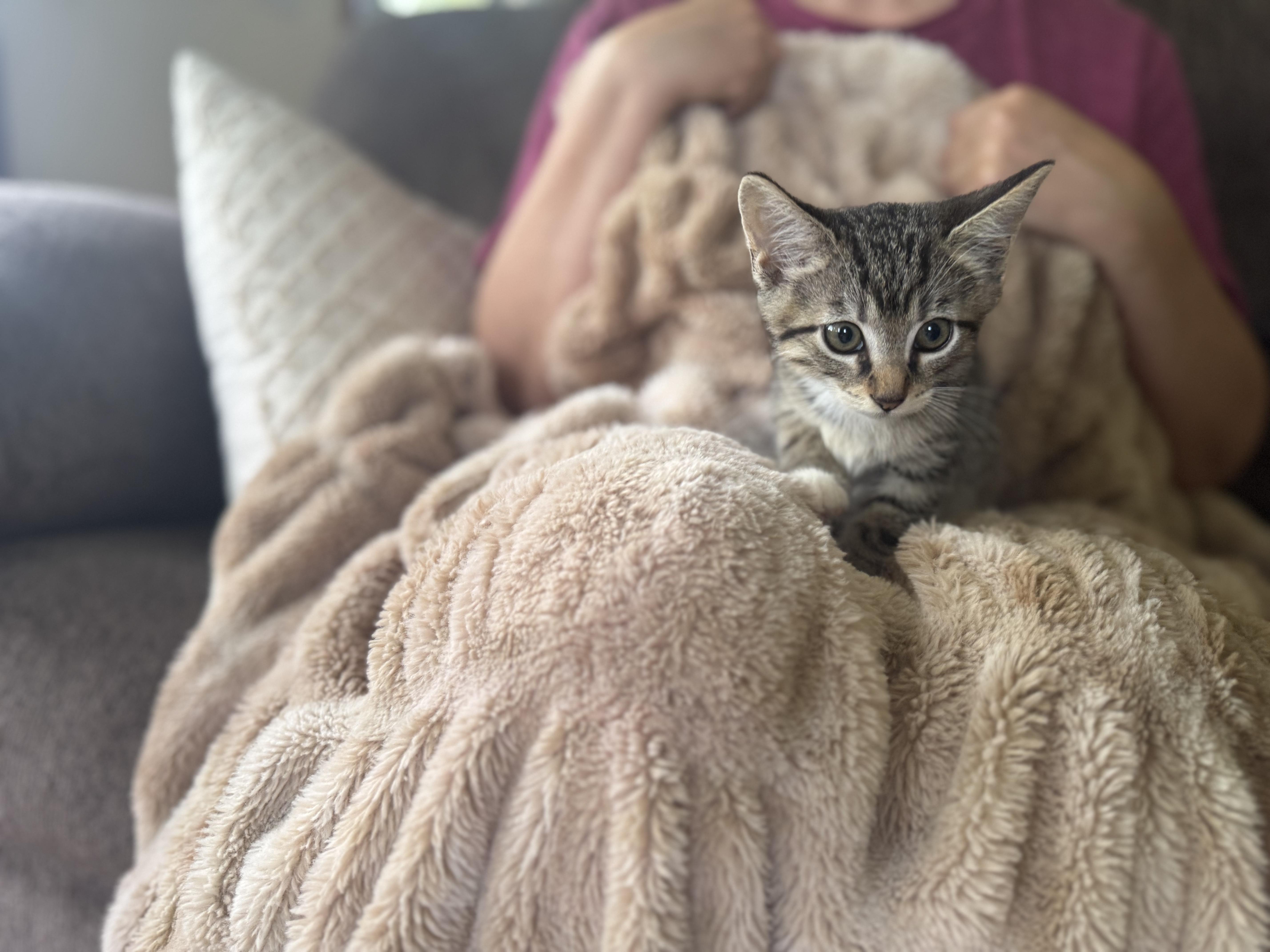 Clove Transport thumbnail 3