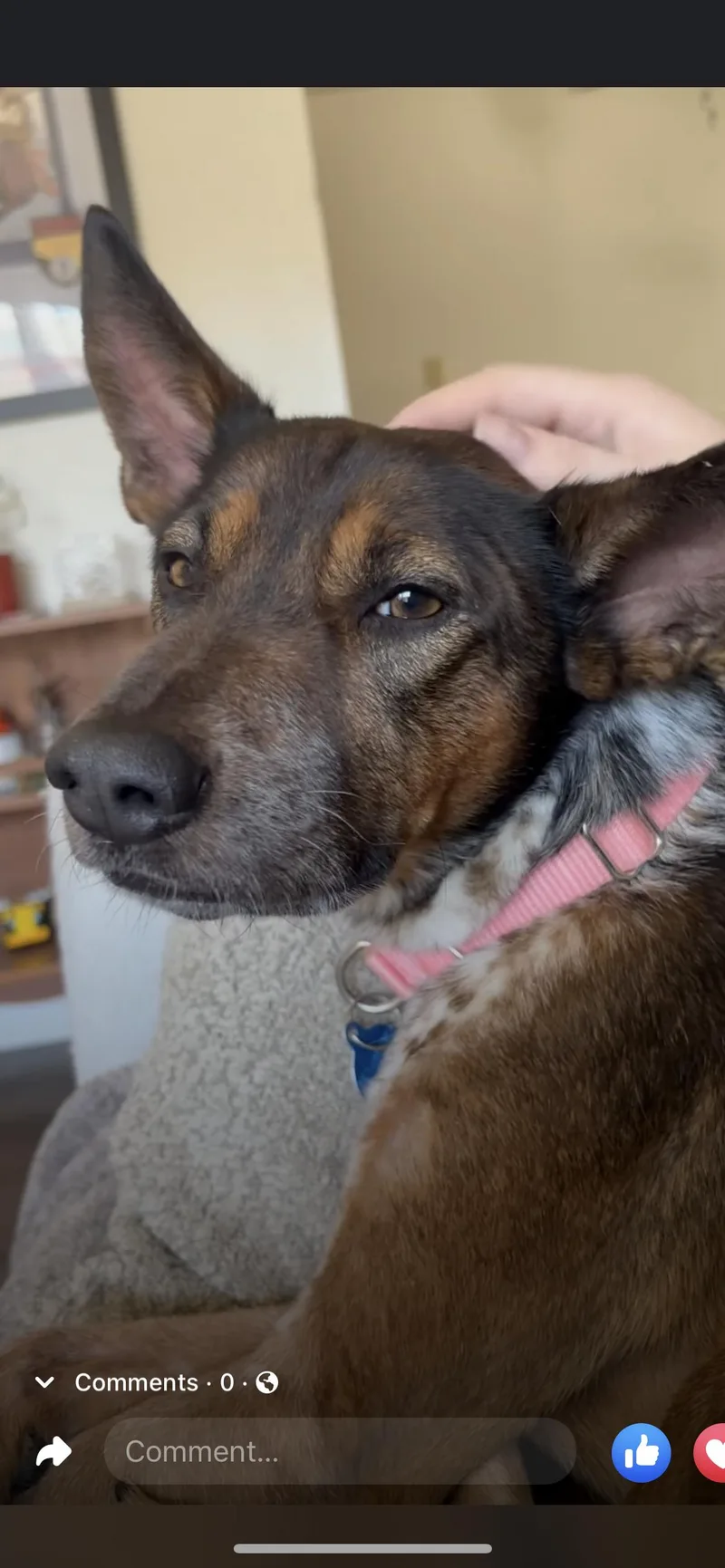Brownie thumbnail 2