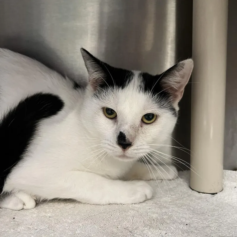 A young medium-sized male Black Domestic Short Hair cat named Summer for adoption in Fort Wayne, IN