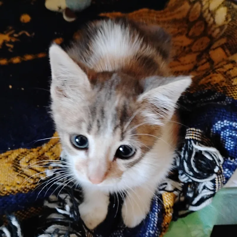 Delilah