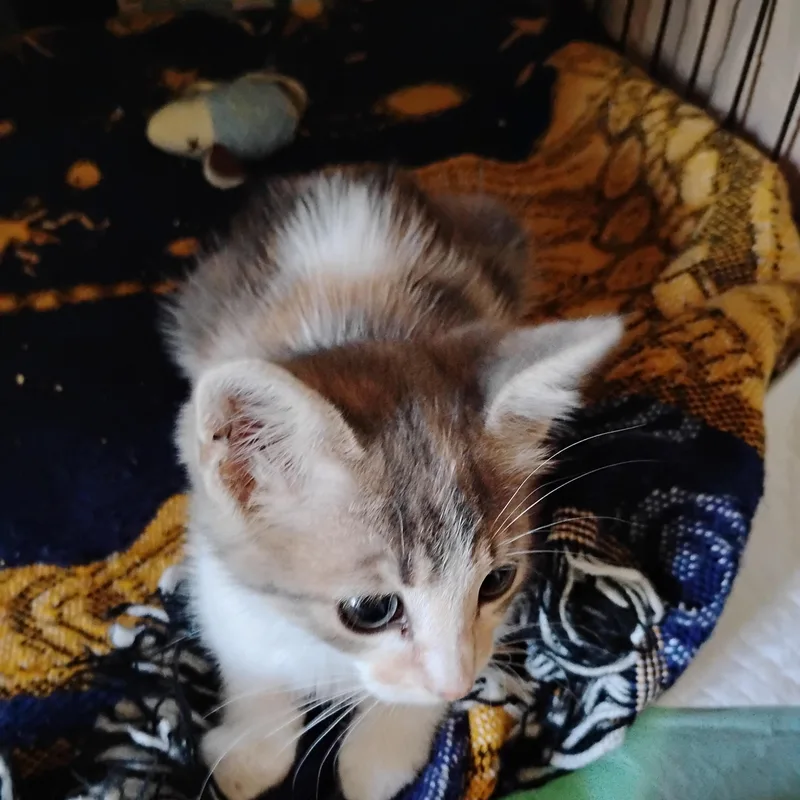 Delilah thumbnail 3