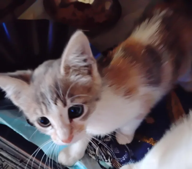 Delilah thumbnail 4
