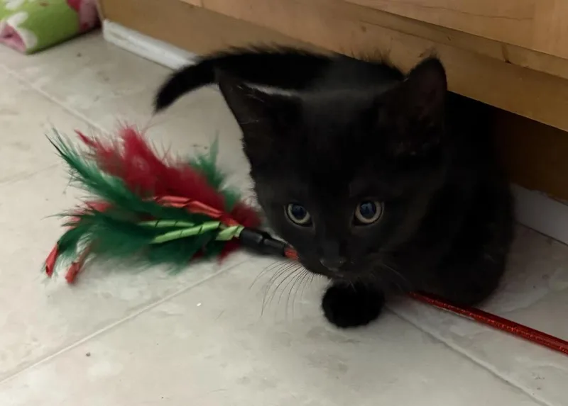 A baby small-sized male Black Domestic Short Hair cat named Joxie for adoption in Powder Springs, GA