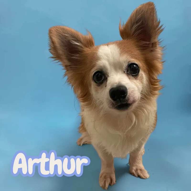 Arthur  tiny 
