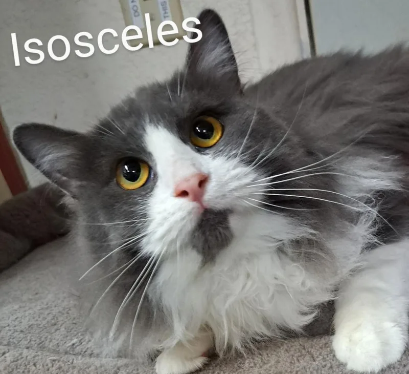 Isosceles thumbnail 2