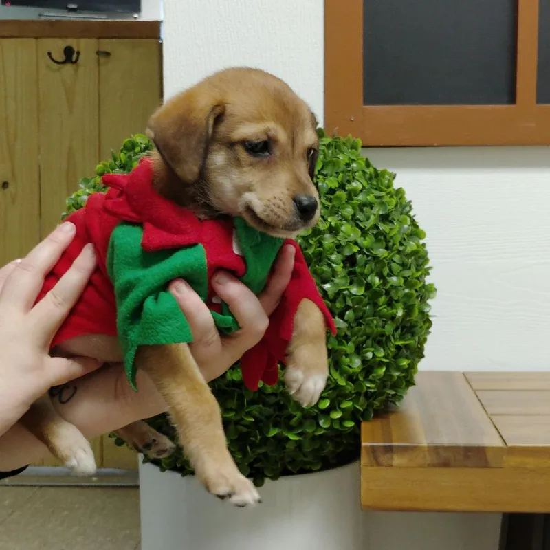 Cooper thumbnail 3