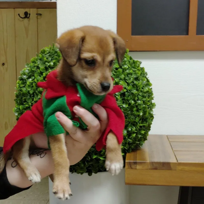 Cooper thumbnail 5