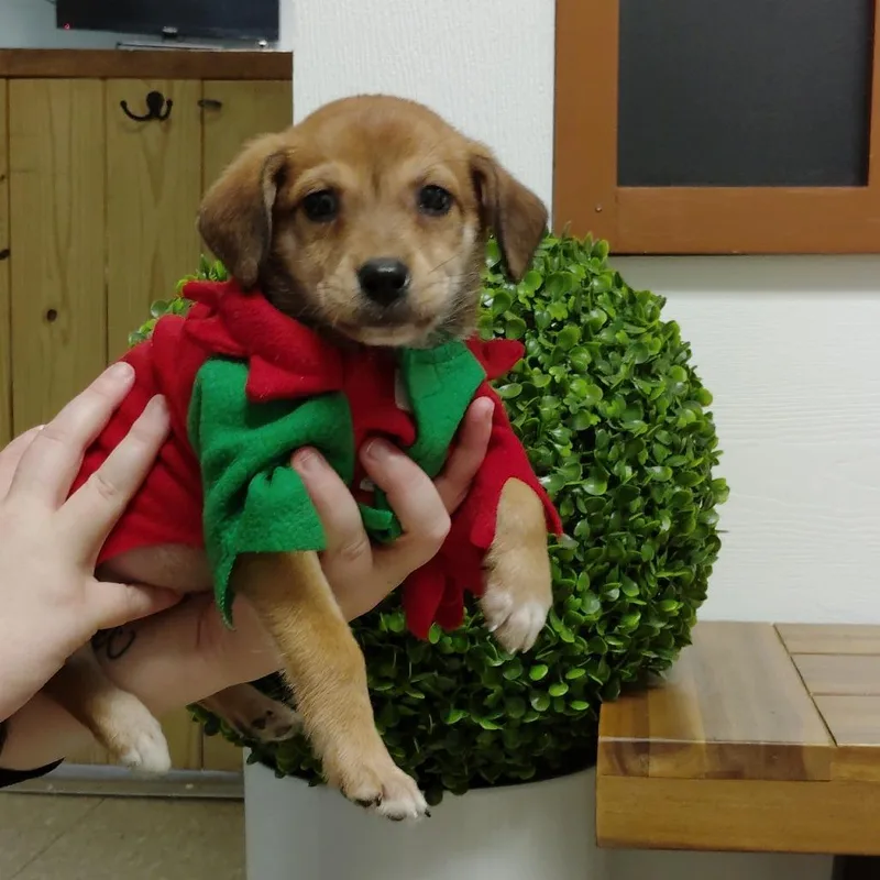 Cooper thumbnail 6