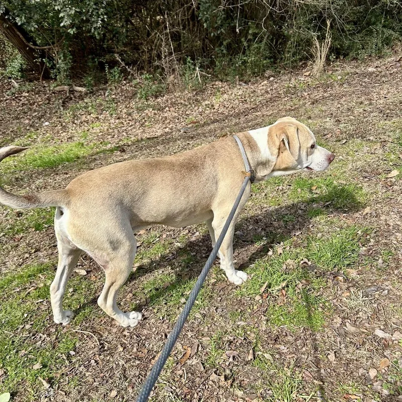 An adult medium-sized male Yellow / Tan / Blond / Fawn Mixed Breed dog named Crinkle Fry for adoption in Columbus, GA