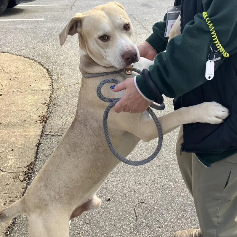 Crinkle Fry thumbnail 2