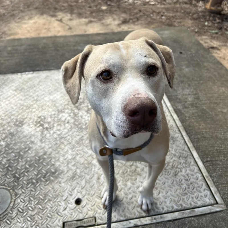 Crinkle Fry thumbnail 3