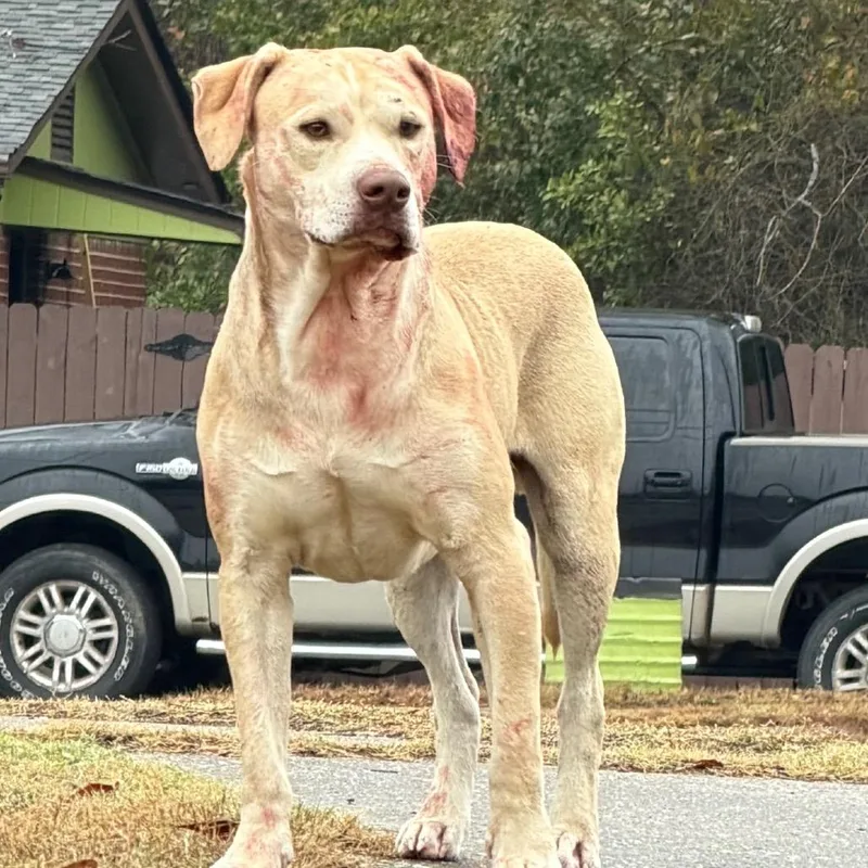 Crinkle Fry thumbnail 4