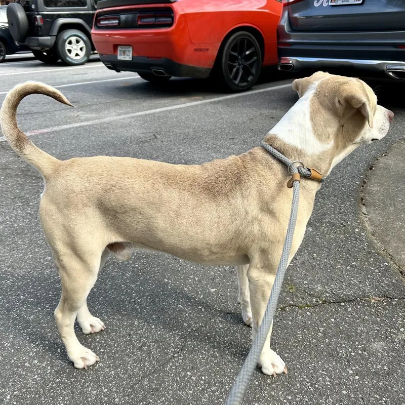 Crinkle Fry thumbnail 5