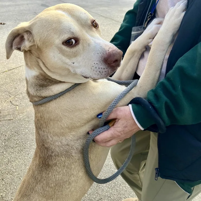 Crinkle Fry thumbnail 6