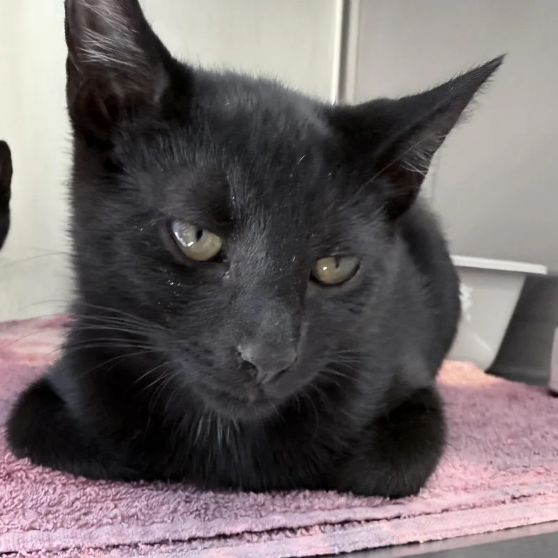 A baby medium-sized male Black Domestic Short Hair cat named Neptune for adoption in New York, NY