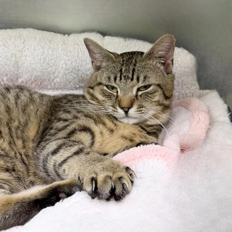A young small-sized male Domestic Short Hair cat named Sonoma for adoption in State College, PA