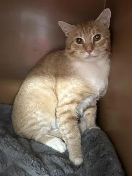 An adult extra large-sized male Domestic Short Hair cat named Courtney $ for adoption in Seneca, SC
