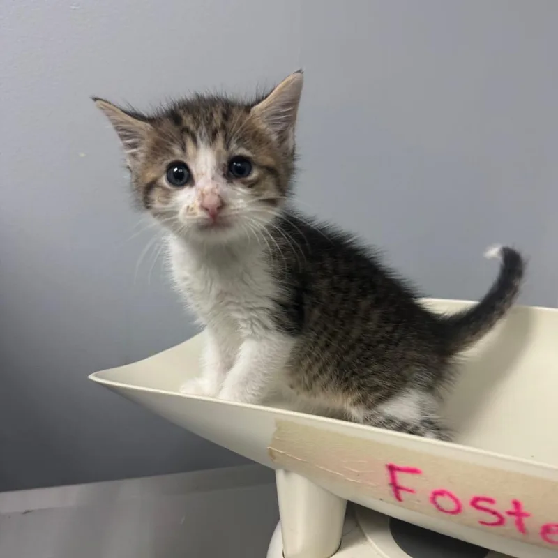 A baby small-sized male Brown / Chocolate Domestic Short Hair cat named Stanley for adoption in Columbus, GA
