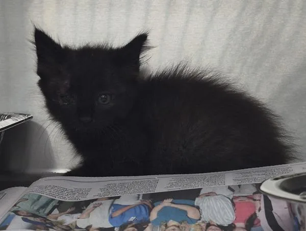 A baby small-sized female Domestic Short Hair cat named Pen d Inky for adoption in Lawrenceville, GA