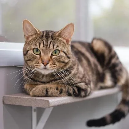 An adult small-sized male Black Domestic Short Hair cat named Tiger for adoption in Atlanta, GA