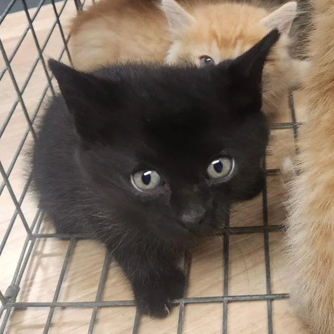 A baby small-sized male Black Domestic Short Hair cat named Yankee for adoption in Edwardsville, IL