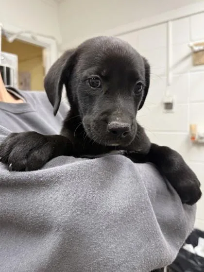 A baby large-sized male Mixed Breed dog named Herbie Newbie for adoption in Covington, LA