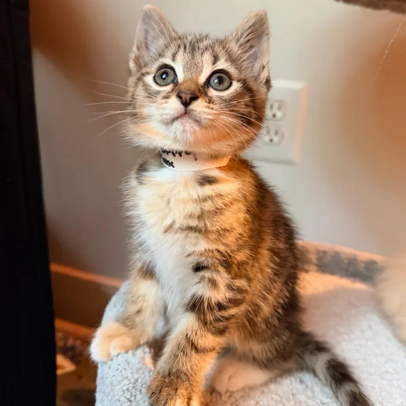 A baby small-sized female Torbie Domestic Medium Hair cat named Superiority Complex for adoption in Fredericksburg, VA