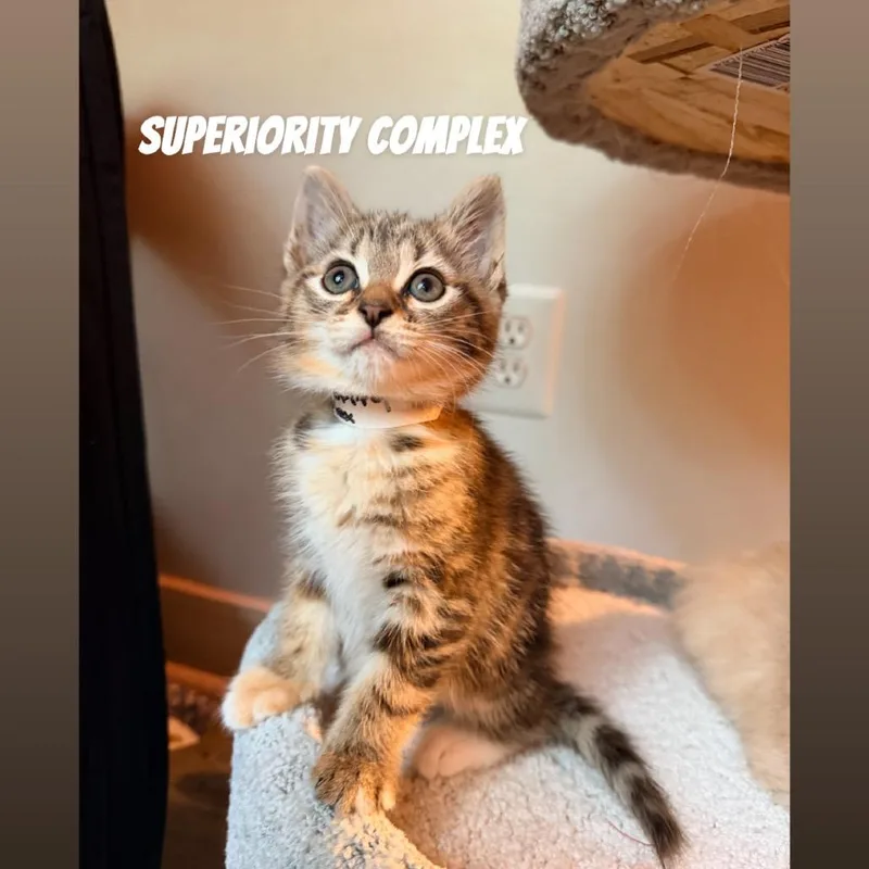Superiority Complex thumbnail 4
