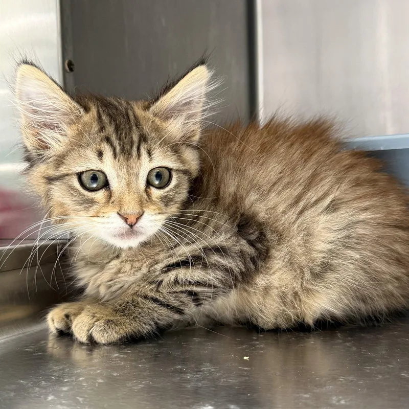A baby small-sized male Brown / Chocolate Domestic Medium Hair cat named Llyan for adoption in Oakland, CA