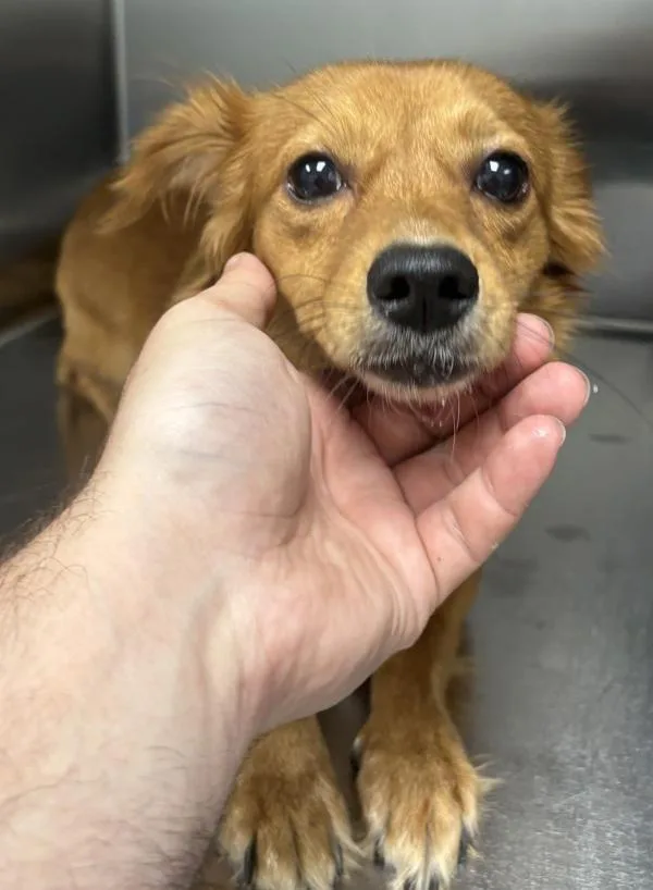 An adult small-sized male Chihuahua dog named Pen Mosley for adoption in Lawrenceville, GA