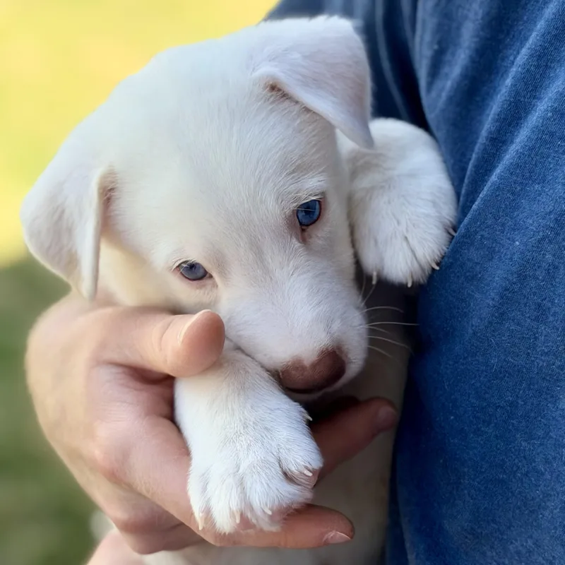 A baby large-sized male Shepherd dog named Mika for adoption in Pflugerville, TX