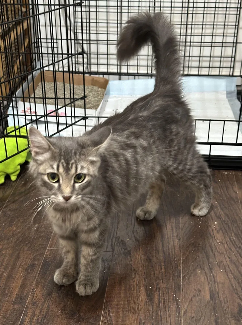 Rizzo And Gonzo thumbnail 3