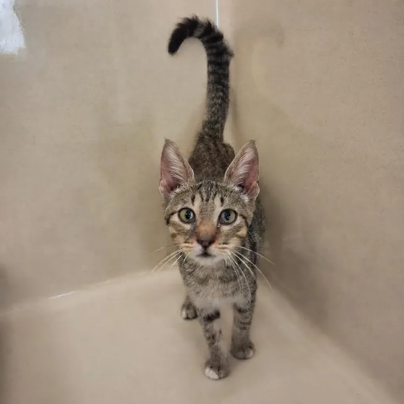 A baby medium-sized male Domestic Short Hair cat named Rollo for adoption in Gautier, MS