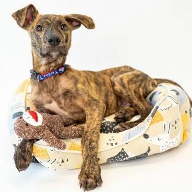 A baby small-sized male Brindle Mixed Breed dog named Saul for adoption in West Des Moines, IA