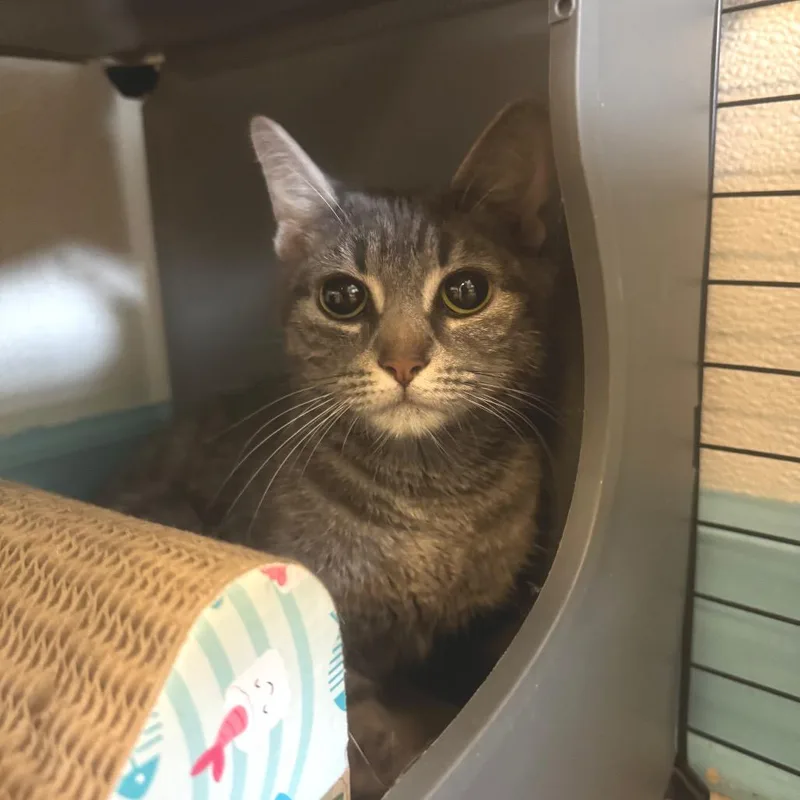 An adult medium-sized female Gray / Blue / Silver Domestic Short Hair cat named Lemon Meringue for adoption in Decatur, GA