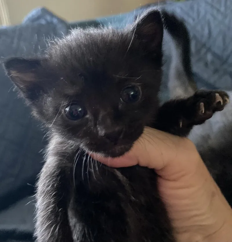 A baby small-sized female Black Domestic Short Hair cat named Perla for adoption in Albuquerque, NM