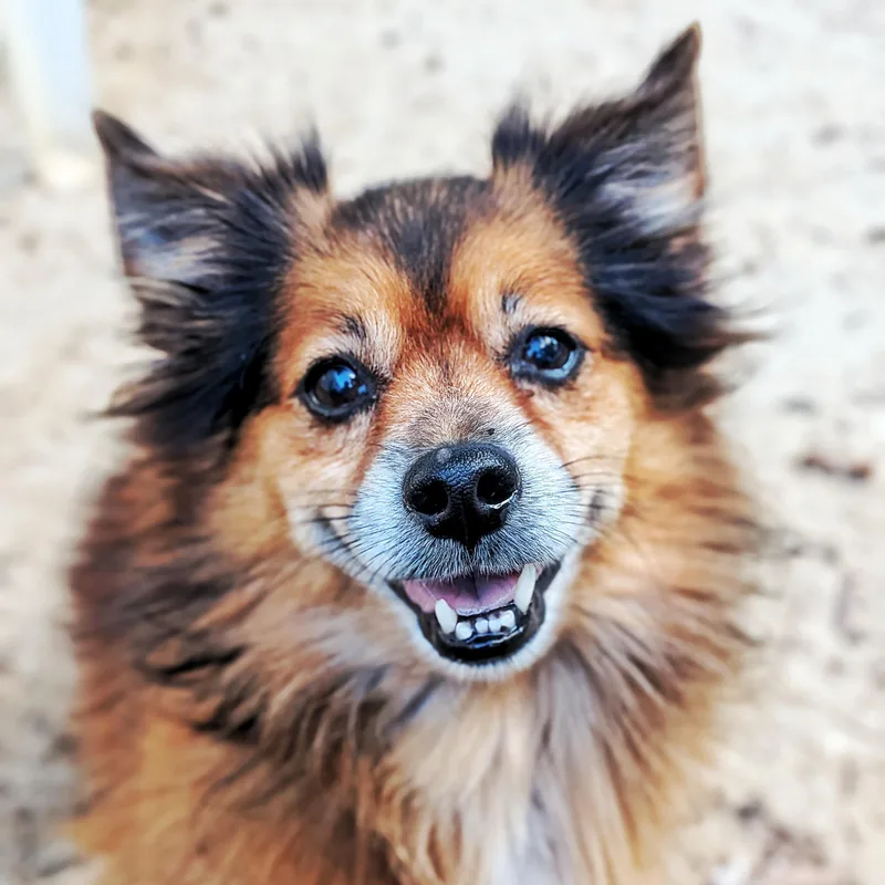 Pete & Pedro thumbnail 2